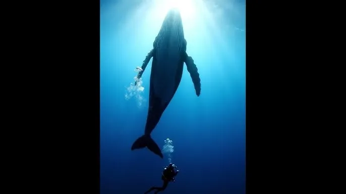 向日葵视频污污污下载app - 深蓝星球：探索海洋深处的未知世界